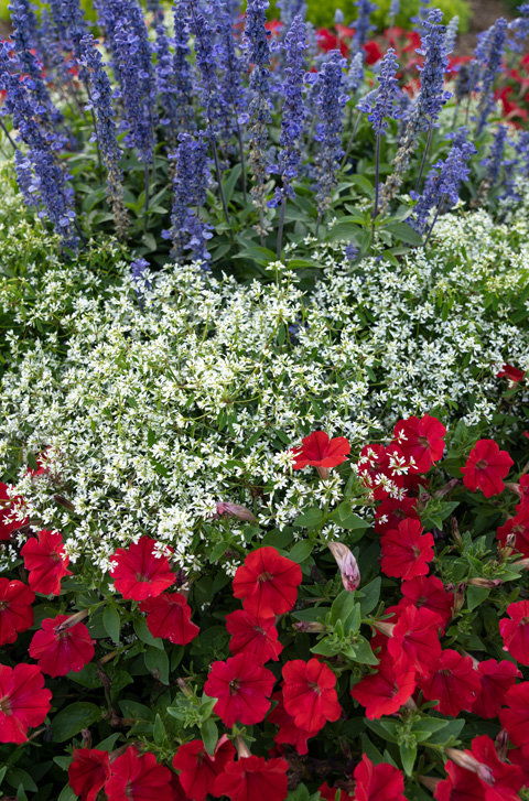A garden of patriotic colors will add to your Independence Day celebrations.